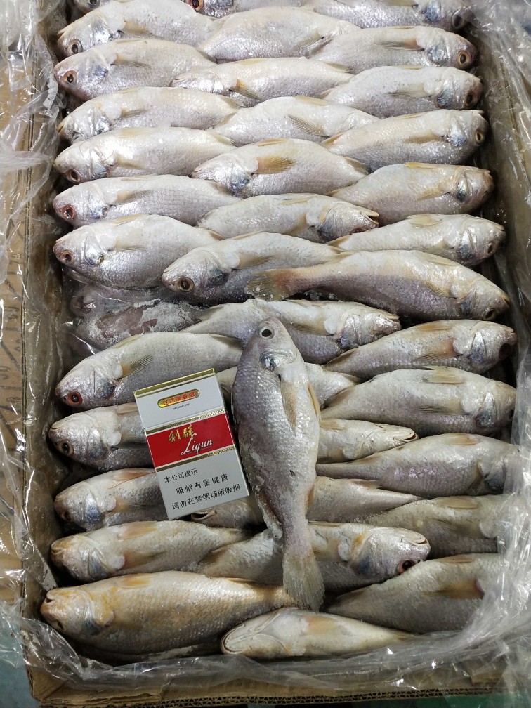 精细挑选·海鲜美味 优质新鲜冷冻黄姑鱼，另售青条鱼、秋刀鱼，实惠批发放心吃