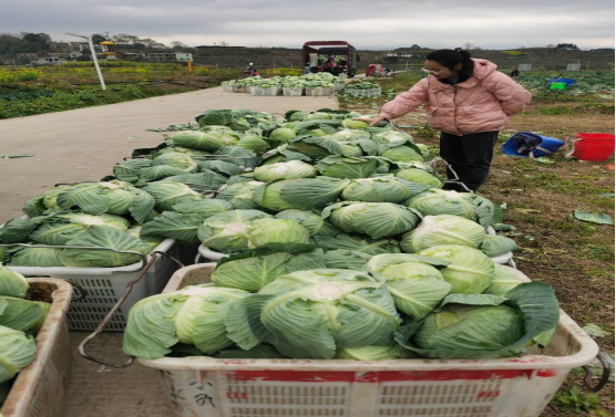 舌尖上的安全 食用农产品零售市场呈现三大新动向